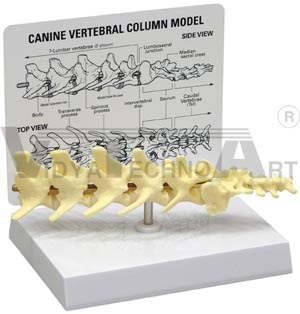 Canine 5-piece Vertebrae